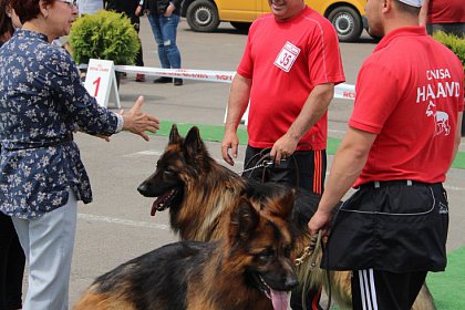 Bucovina Dog Show - cel mai important eveniment chinologic din zona de nord a țării