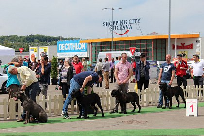 Bucovina Dog Show - cel mai important eveniment chinologic din zona de nord a țării