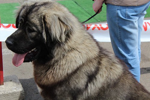 Bucovina Dog Show - cel mai important eveniment chinologic din zona de nord a țării