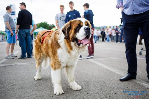 Peste 900 de câini de rasă vor participa în weekend la Bucovina Dog Show 2018