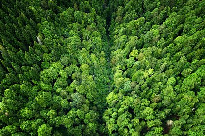 Împădurire în  Parcul Național Călimani, pe 12 mai, în cadrul proiectului „Pădurea de Mâine”
