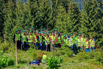 Peste 6.300 de puieți de arbori au fost plantați în Parcul Național Călimani, prin Proiectul „Pădurea de Mâine"