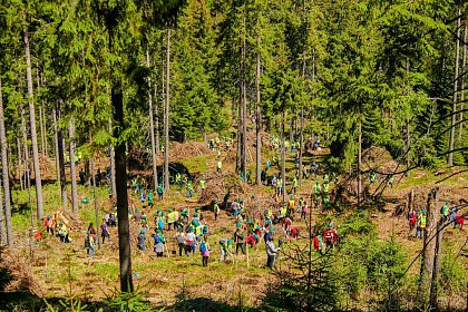 Peste 6.300 de puieți de arbori au fost plantați în Parcul Național Călimani, prin Proiectul „Pădurea de Mâine"