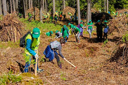 Peste 6.300 de puieți de arbori au fost plantați în Parcul Național Călimani, prin Proiectul „Pădurea de Mâine"