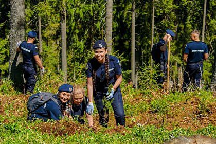 Peste 6.300 de puieți de arbori au fost plantați în Parcul Național Călimani, prin Proiectul „Pădurea de Mâine"