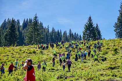 Peste 6.300 de puieți de arbori au fost plantați în Parcul Național Călimani, prin Proiectul „Pădurea de Mâine"
