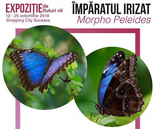 Expoziţie de fluturi tropicali vii, cu intrare gratuita, la Shopping City Suceava