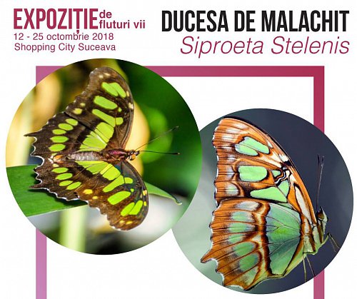 Expoziţie de fluturi tropicali vii, cu intrare gratuita, la Shopping City Suceava