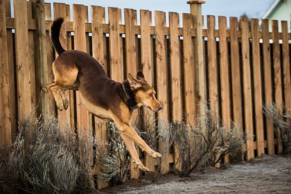 A Dog's Way Home